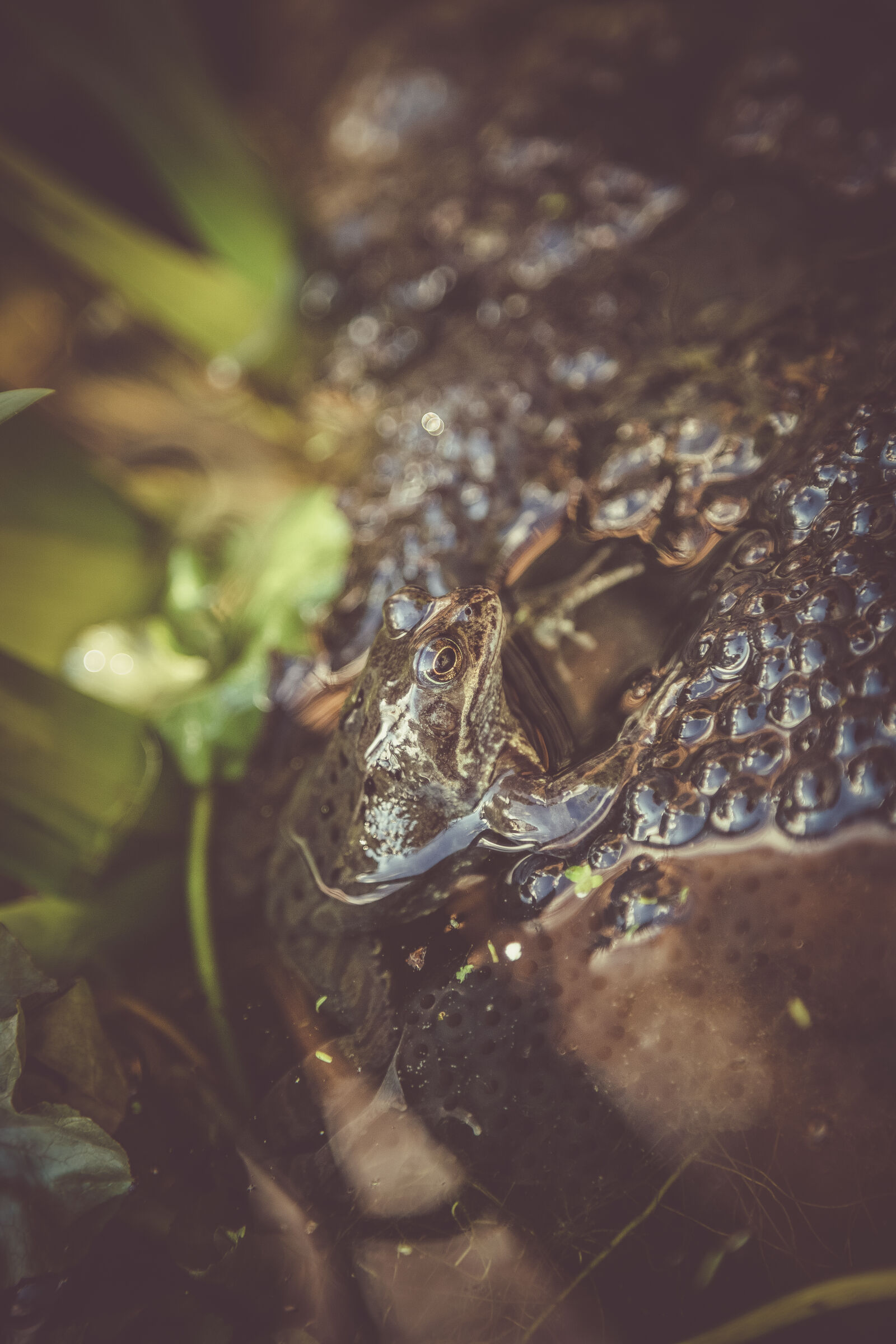 Canon EF 24-105mm F4L IS USM sample photo. Eggs, frog, frogs, frogs photography