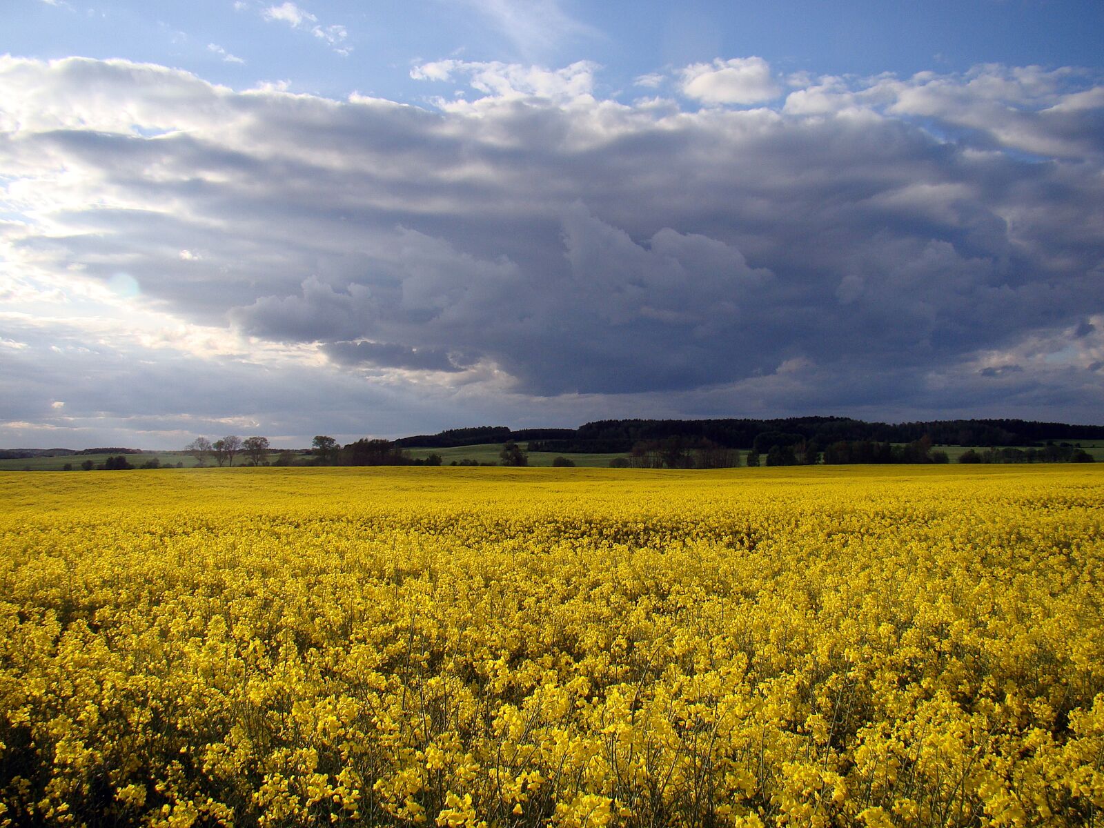 Sony Cyber-shot DSC-H50 sample photo. Rapeseed, field, yellow photography