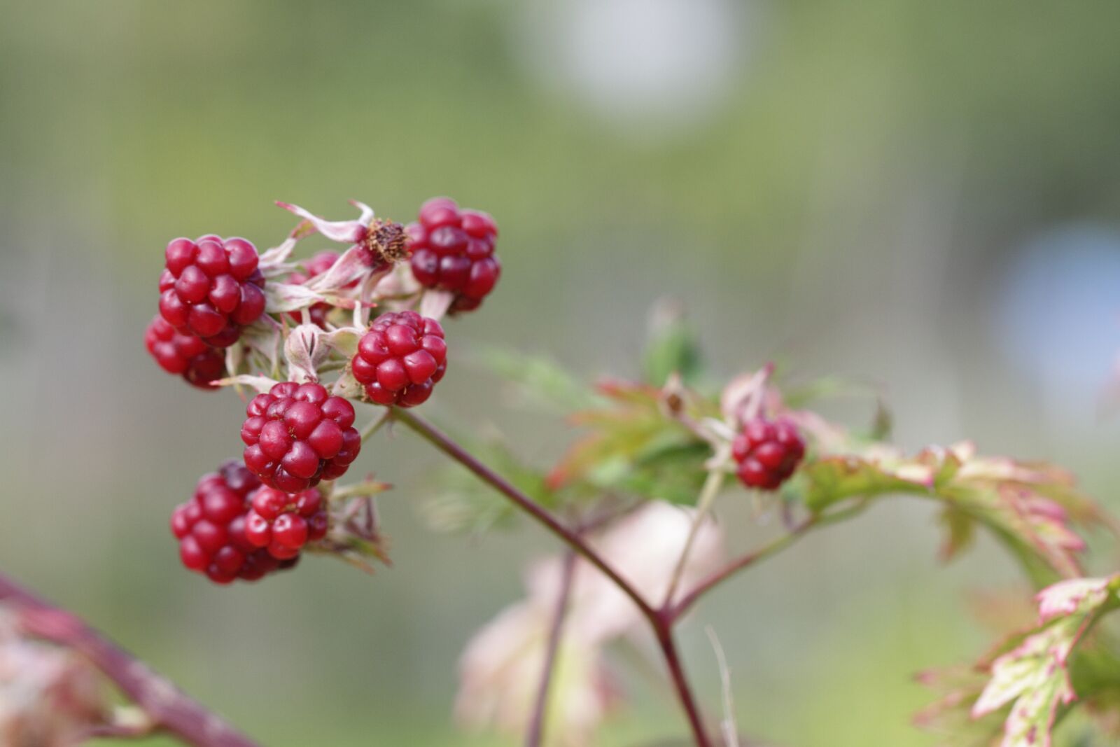 Canon EOS 7D + Canon EF 100mm F2.8L Macro IS USM sample photo. Plant, nature, blackberries photography