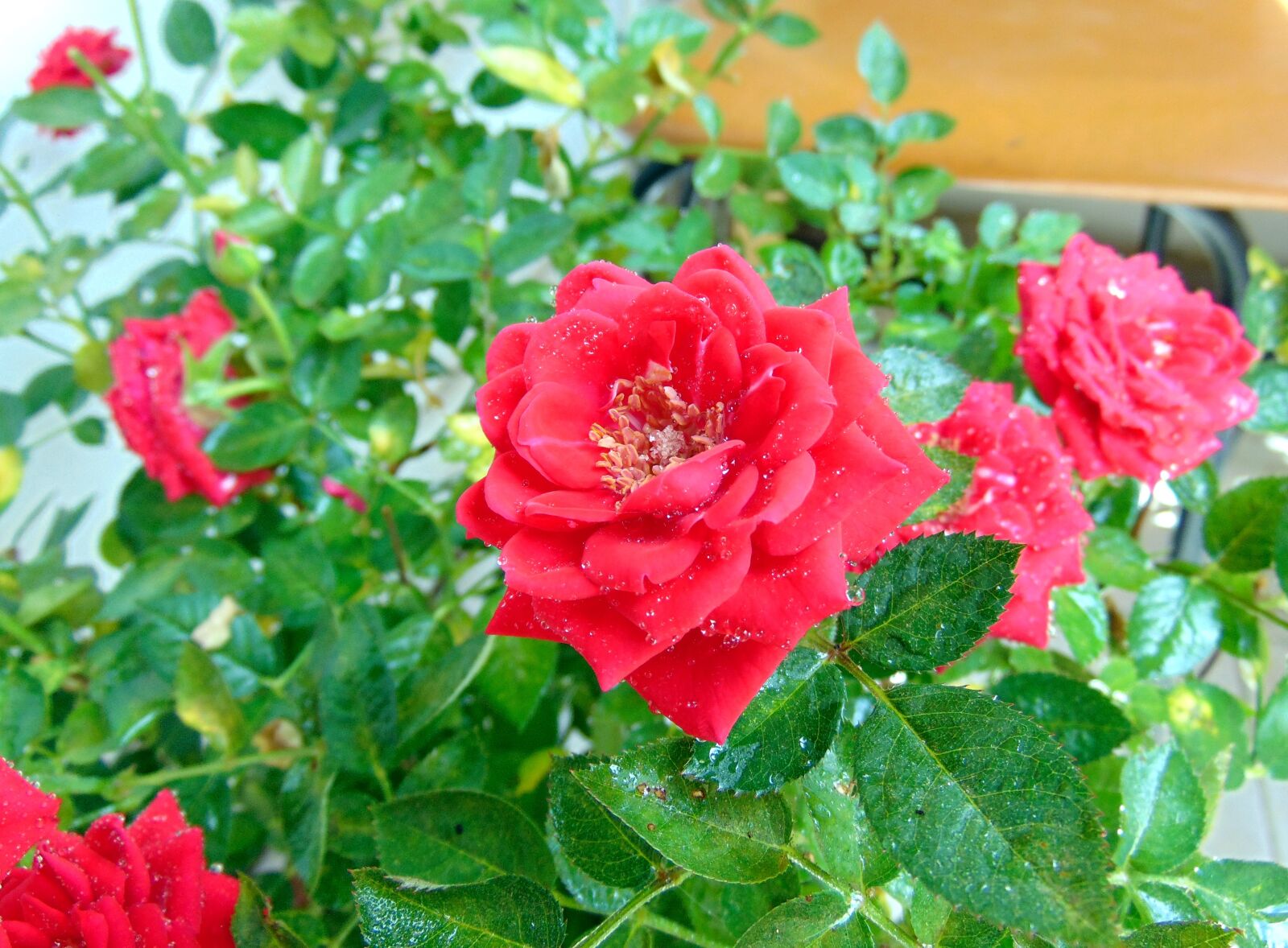 Sony Cyber-shot DSC-H300 sample photo. Rose, plant, ornamental plants photography