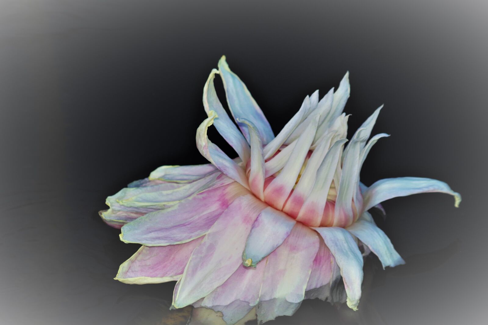 Pentax K-S2 sample photo. Water lily, withered, transience photography