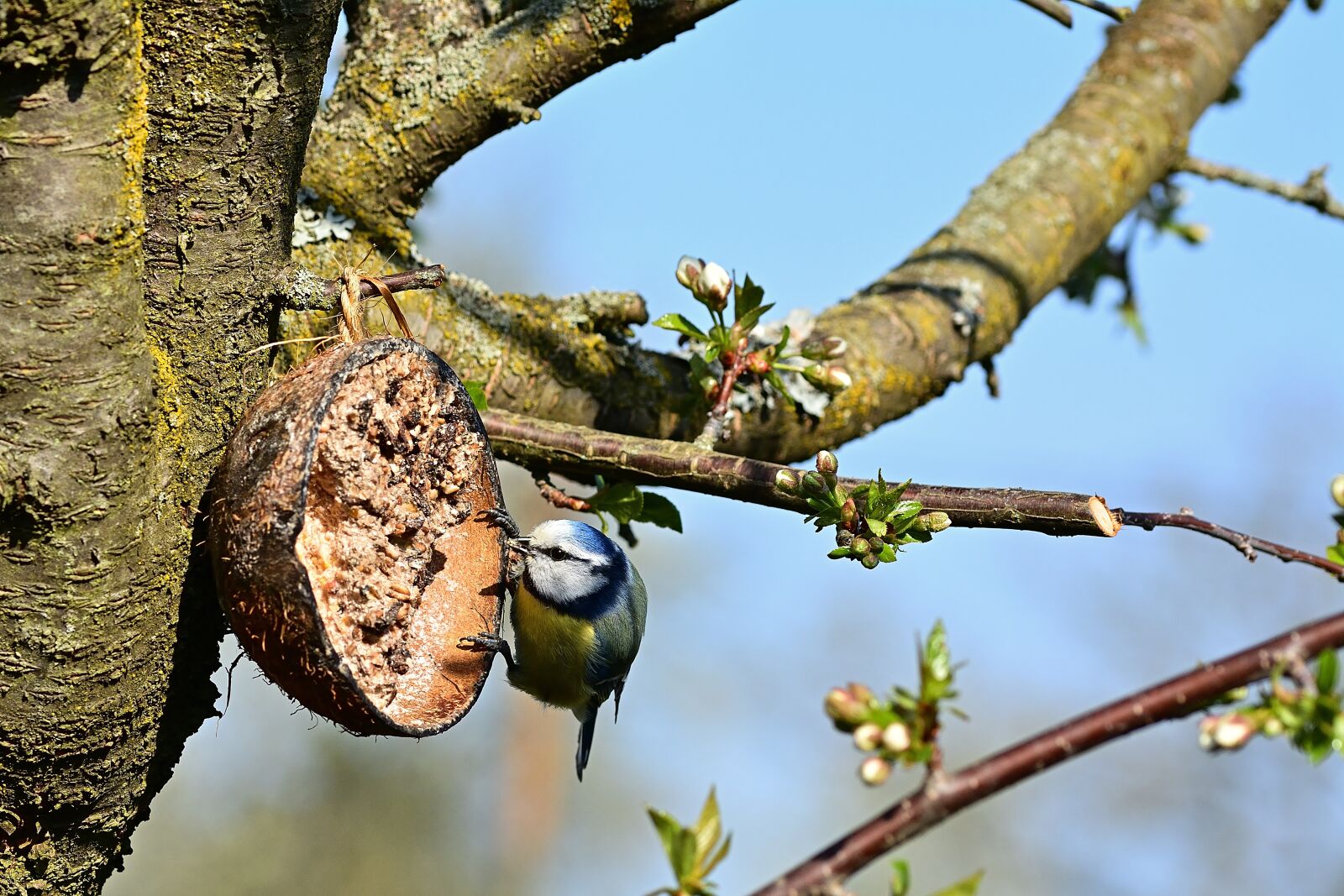 Nikon D5200 sample photo. Garden, blue tit, songbird photography