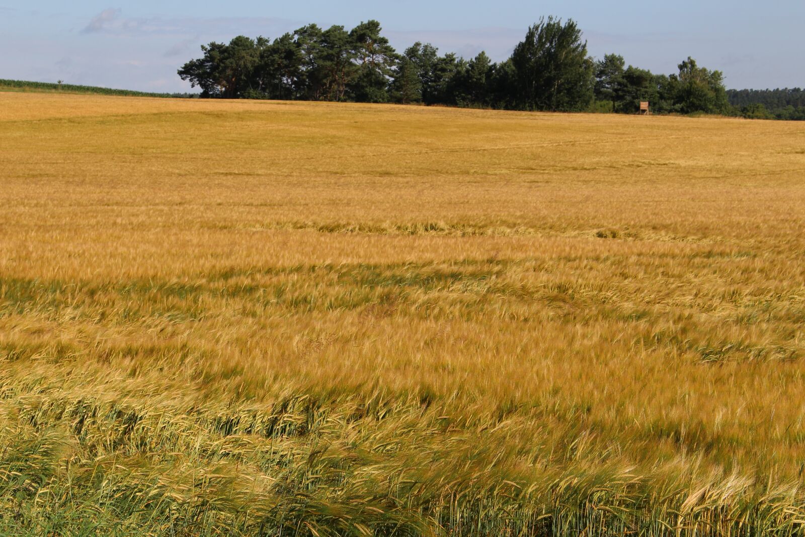 Canon EOS 100D (EOS Rebel SL1 / EOS Kiss X7) sample photo. Barley field, summer, nature photography