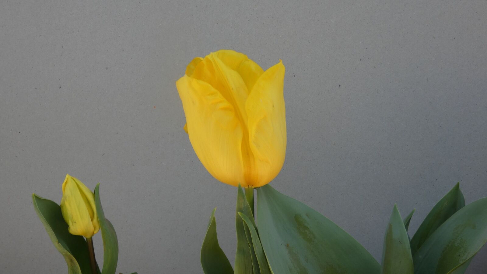 Panasonic DC-FZ80 sample photo. Tulip, flower, yellow photography