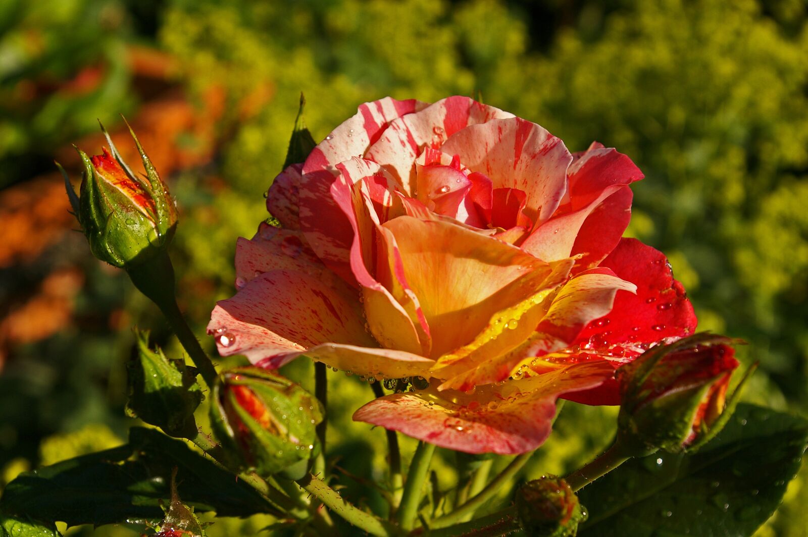 Pentax *ist DL2 sample photo. Painter rose, bicolor rose photography