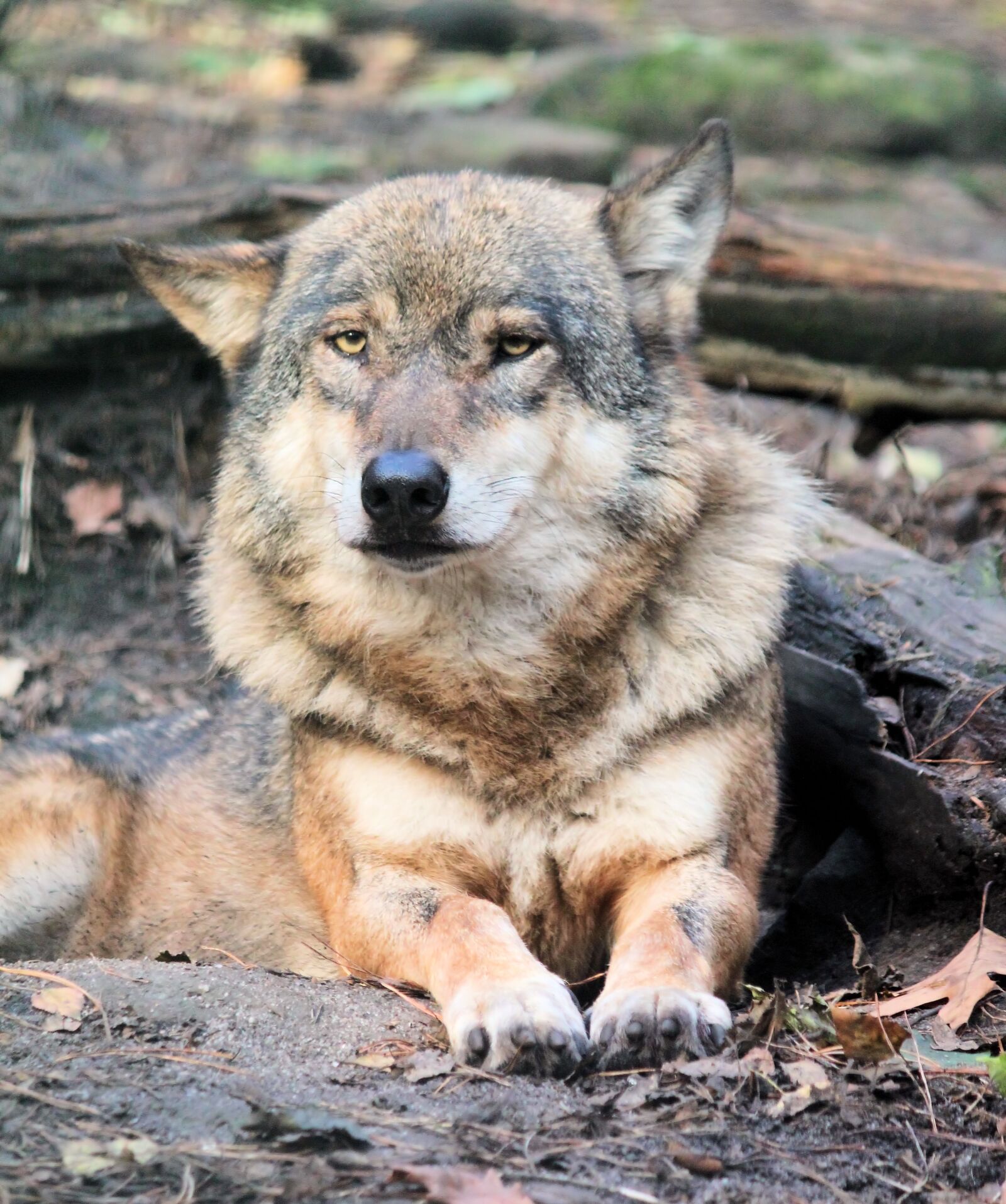 Canon EOS 550D (EOS Rebel T2i / EOS Kiss X4) sample photo. Wolf, beast, lying photography