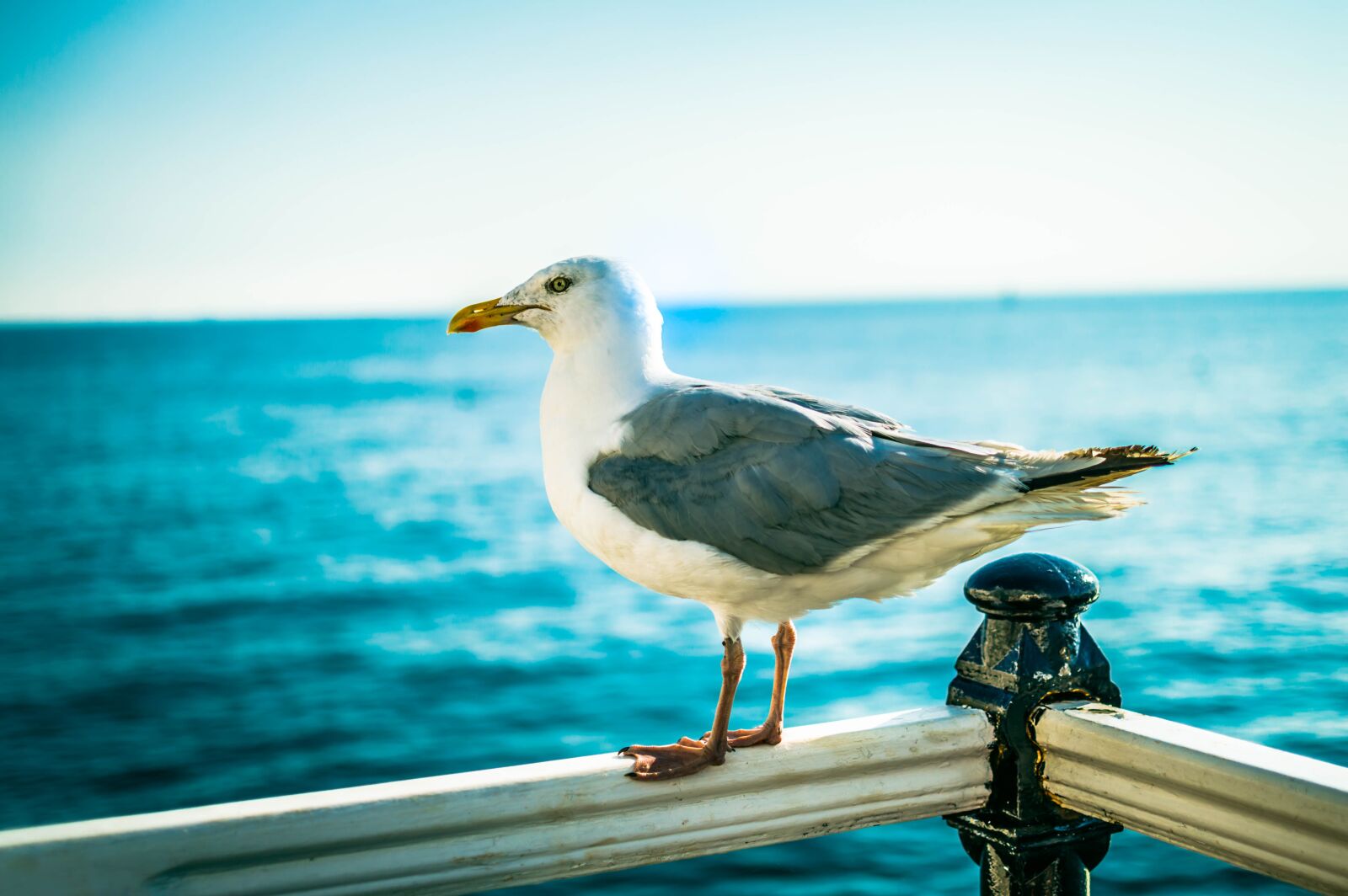 Nikon D3200 sample photo. Bird, seagull, brighton photography