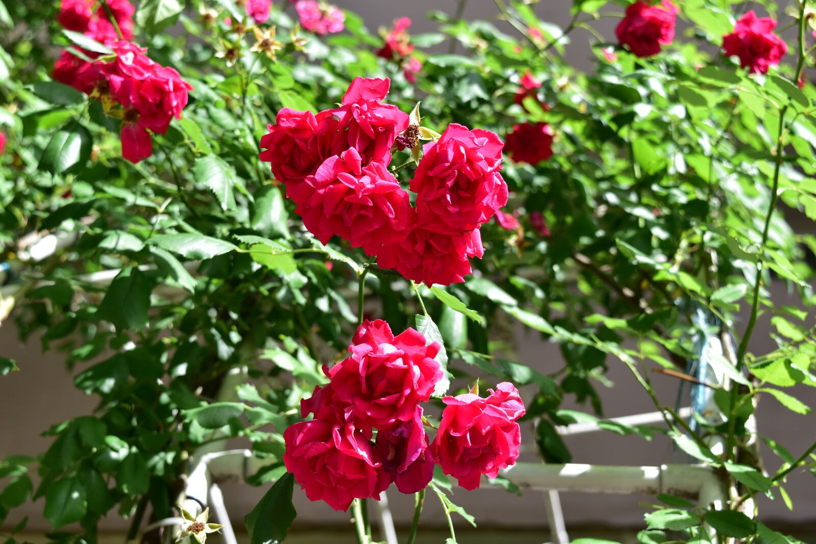 Nikon D5500 sample photo. Rose, flowers, love photography