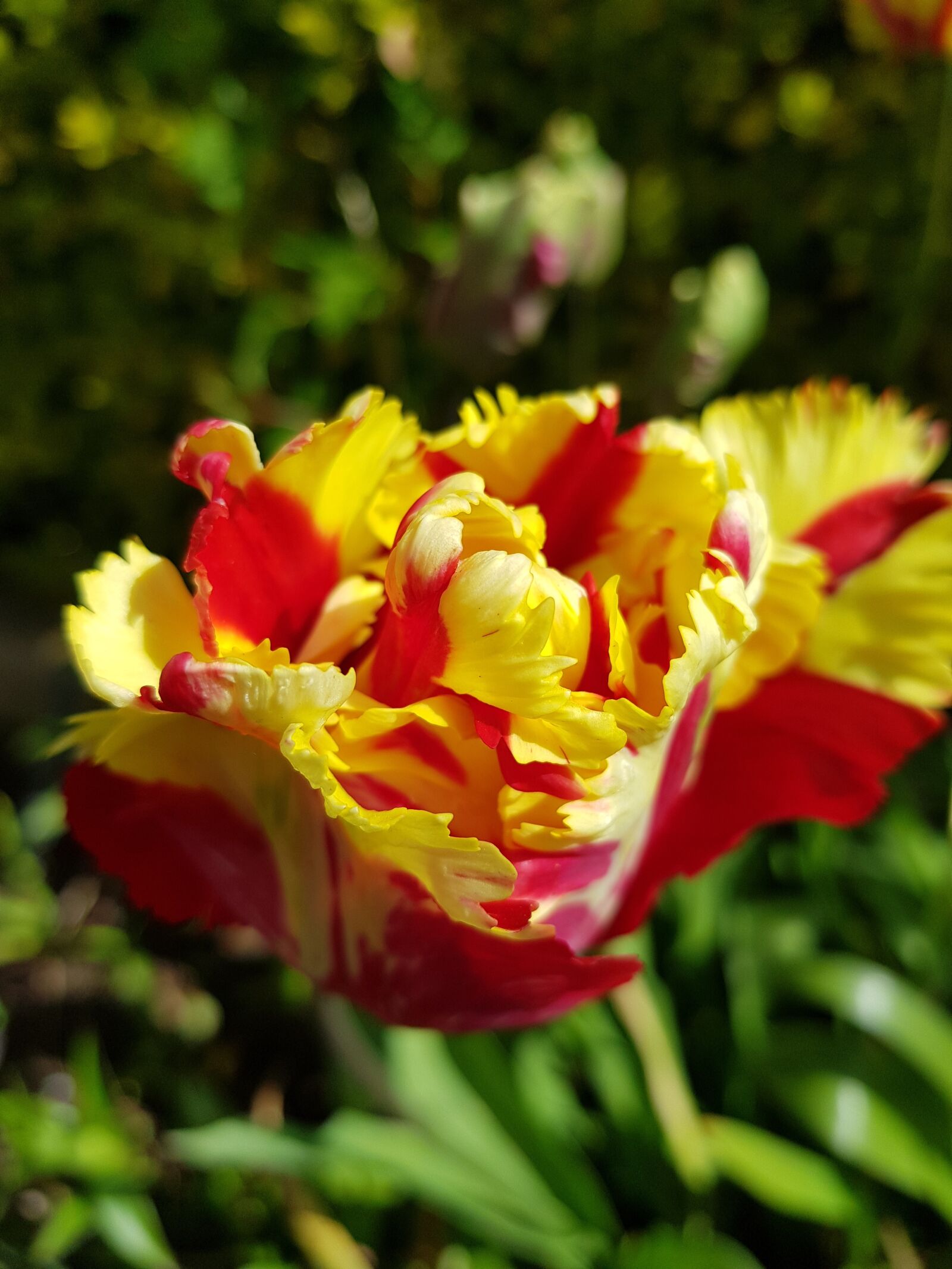 Samsung Galaxy S8+ sample photo. Nature, flower, flora photography