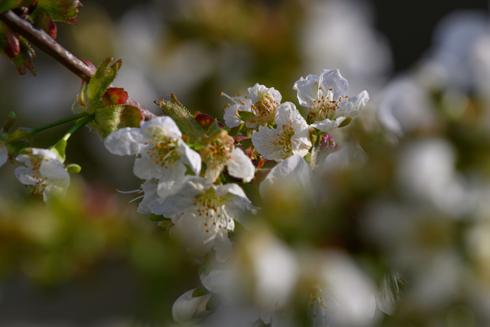 Nikon Z7 sample photo. Cherry blossom, garden, fruit photography