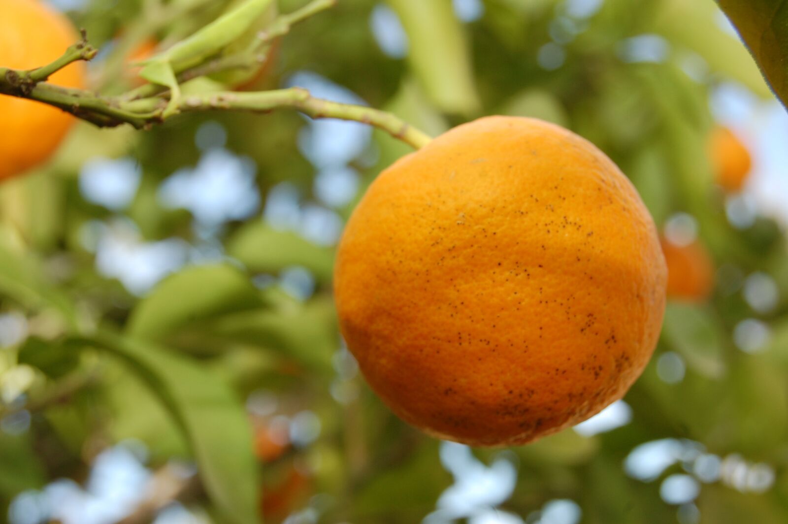 Nikon D40 sample photo. Fruit, plant, nature photography