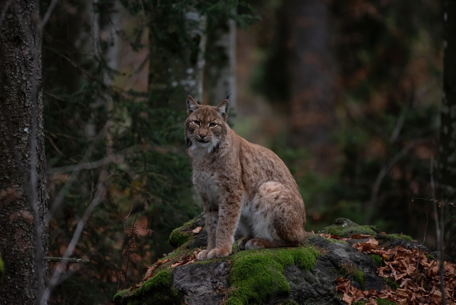 Nikon D750 sample photo. Bobcat, forest, nature photography