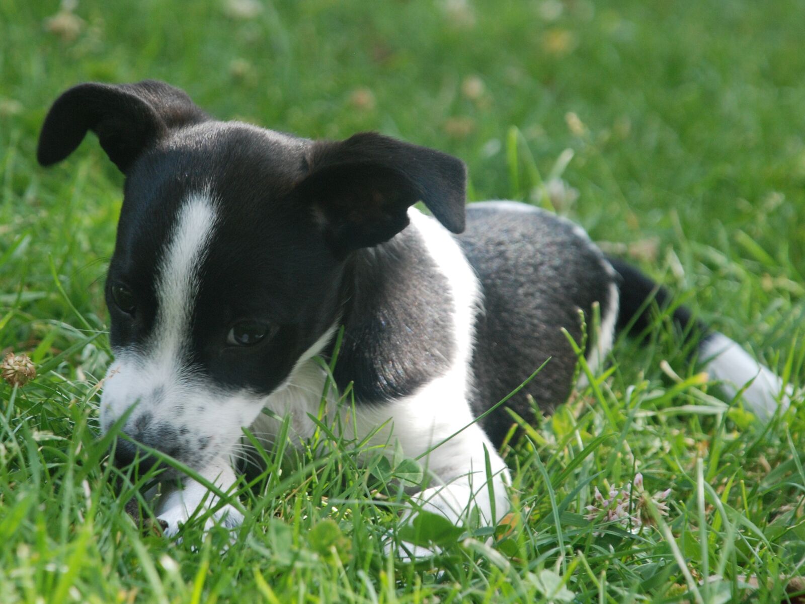 Nikon D80 sample photo. Puppy, pet photography
