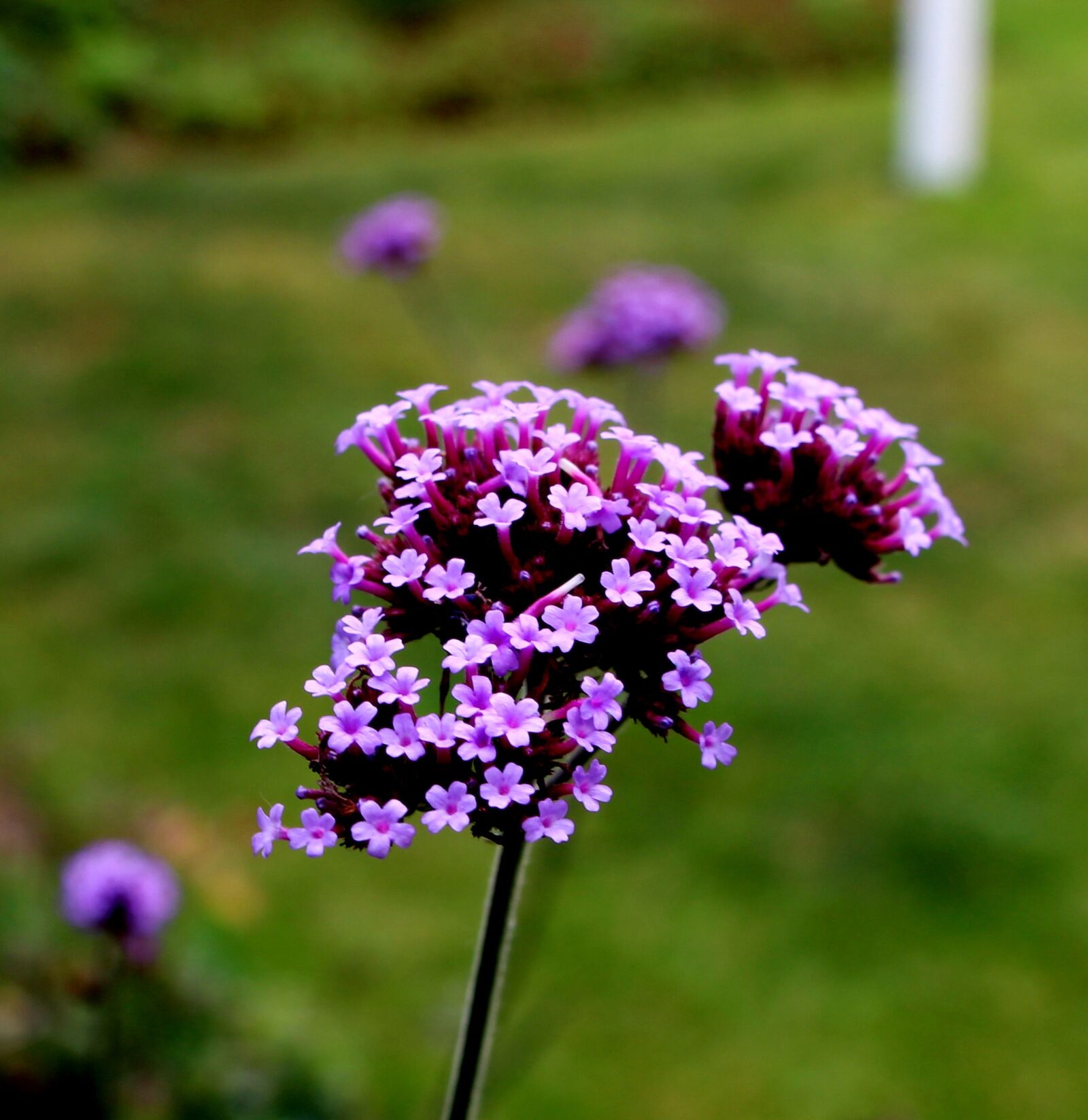 Canon EOS 700D (EOS Rebel T5i / EOS Kiss X7i) sample photo. Verbena, verbenaceae, purpletop vervain photography