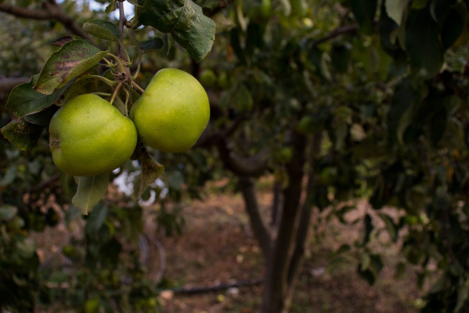 Canon EOS 800D (EOS Rebel T7i / EOS Kiss X9i) sample photo. Apple tree, apples, fruits photography