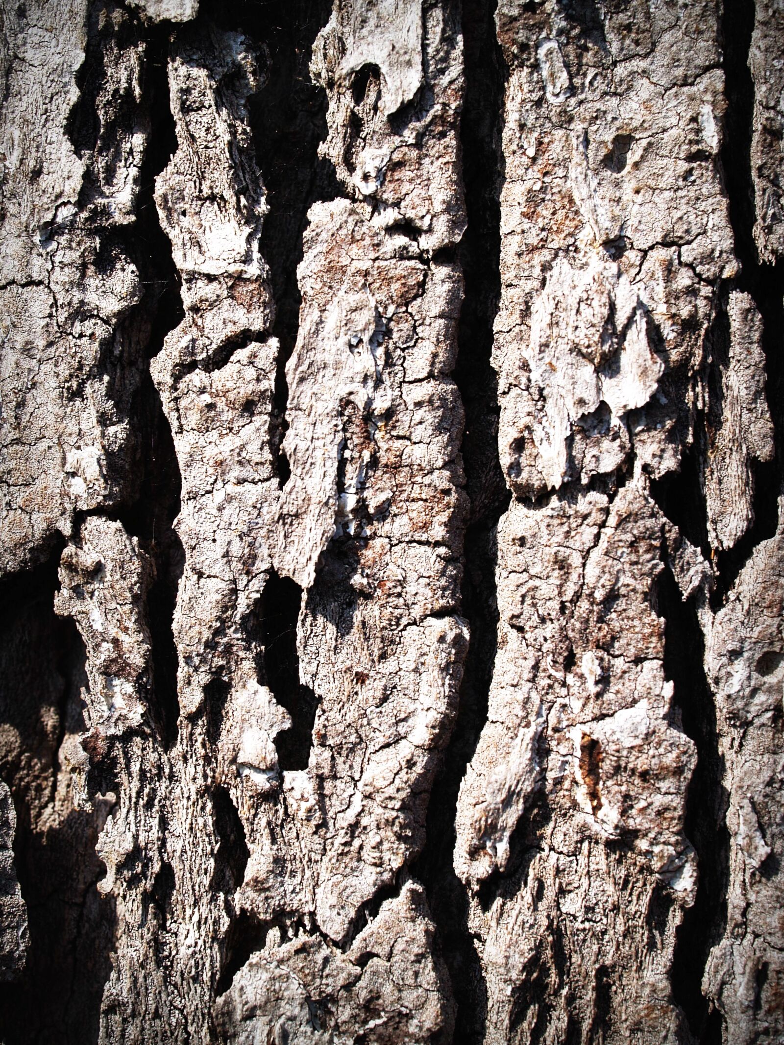 Olympus E-300 (EVOLT E-300) sample photo. Bark, detail, dry, plant photography
