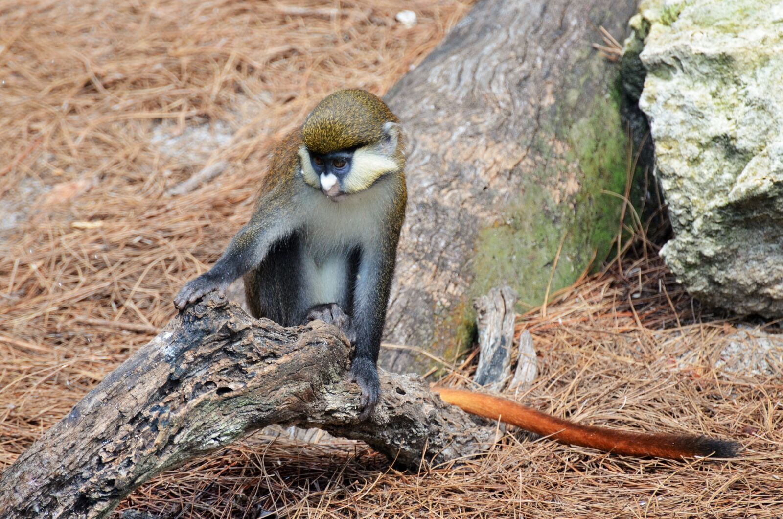 Nikon D5100 sample photo. Monkey, white-nosed monkey, monkey-tailed photography