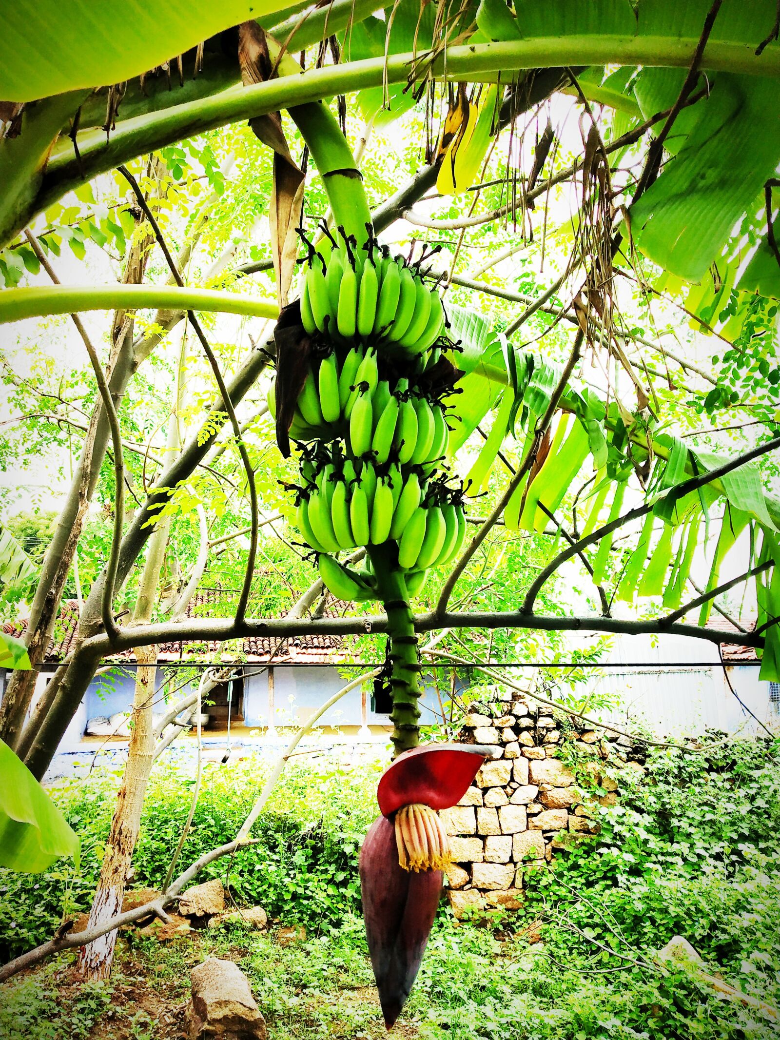 Xiaomi Redmi Note 5 Pro sample photo. Banana, india, fruit photography