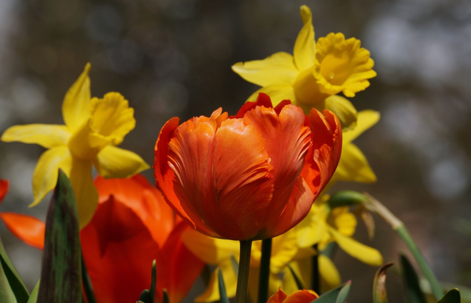 Sony DT 55-300mm F4.5-5.6 SAM sample photo. Tulip, orange, daffodils photography
