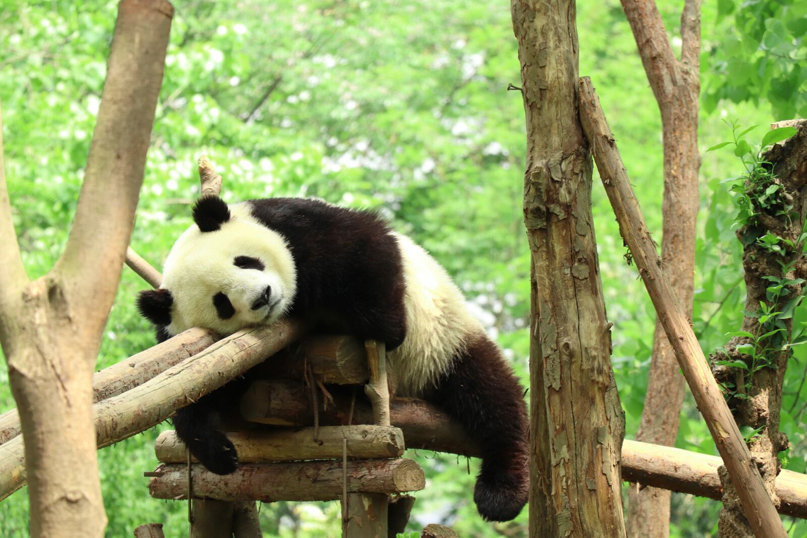 Canon EOS 77D (EOS 9000D / EOS 770D) sample photo. Panda, zoo, lazy photography