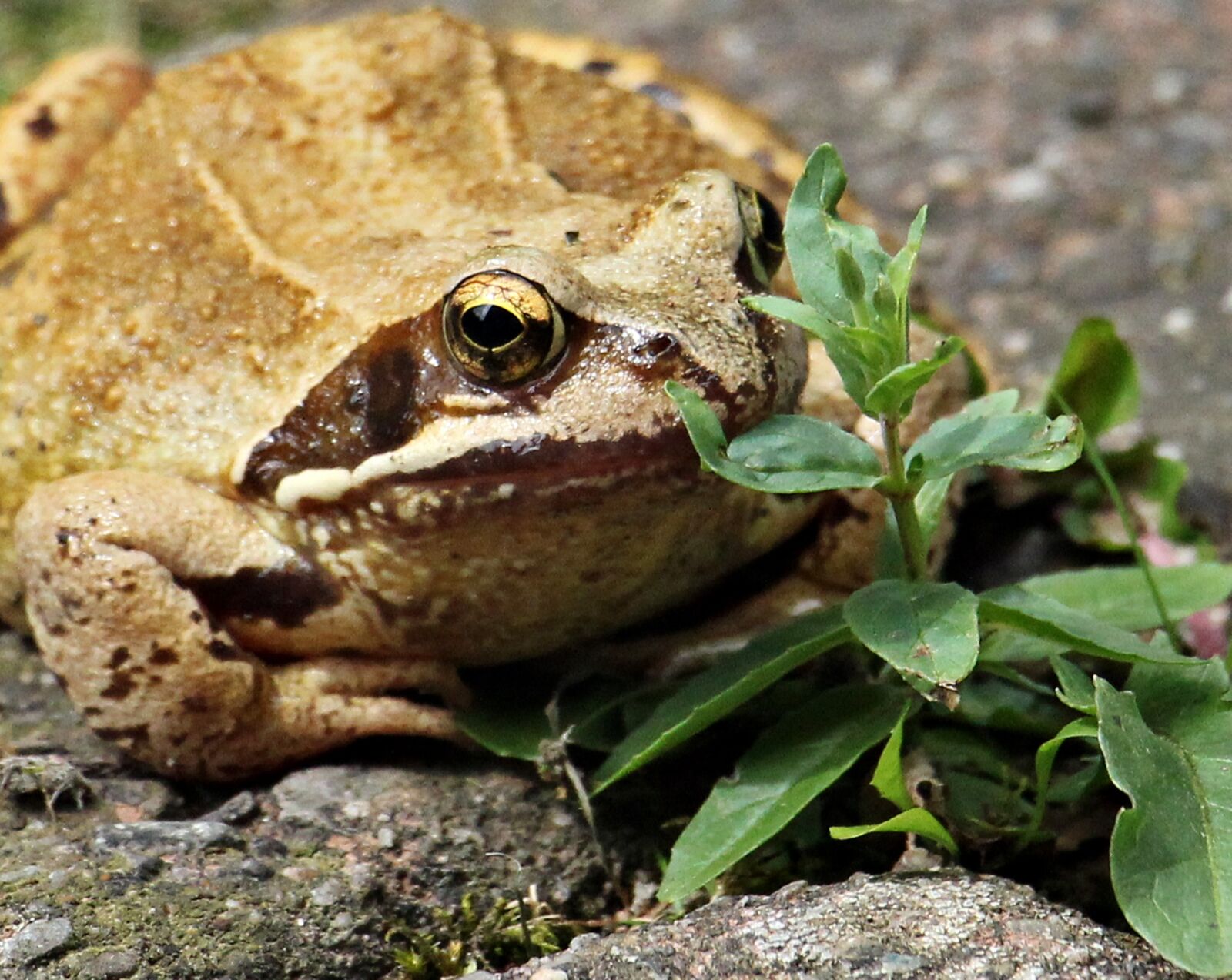 Canon EOS 550D (EOS Rebel T2i / EOS Kiss X4) sample photo. Frog, animal world, animal photography