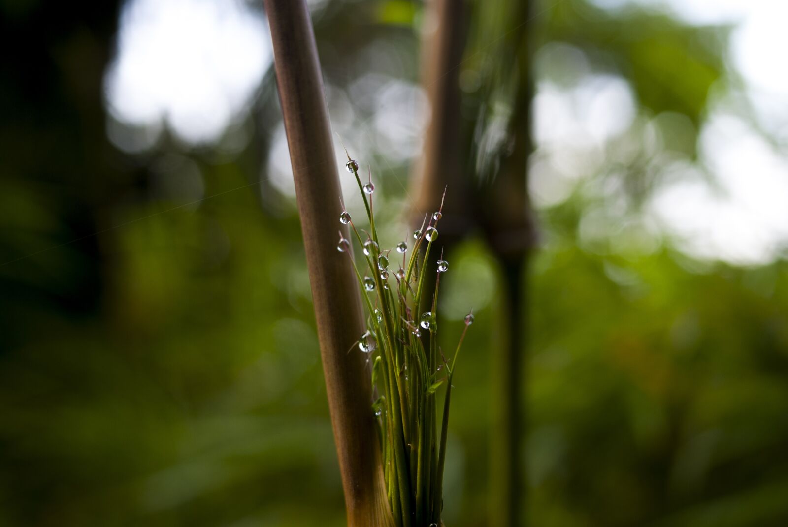 Nikon D60 sample photo. Drops of water, plant photography