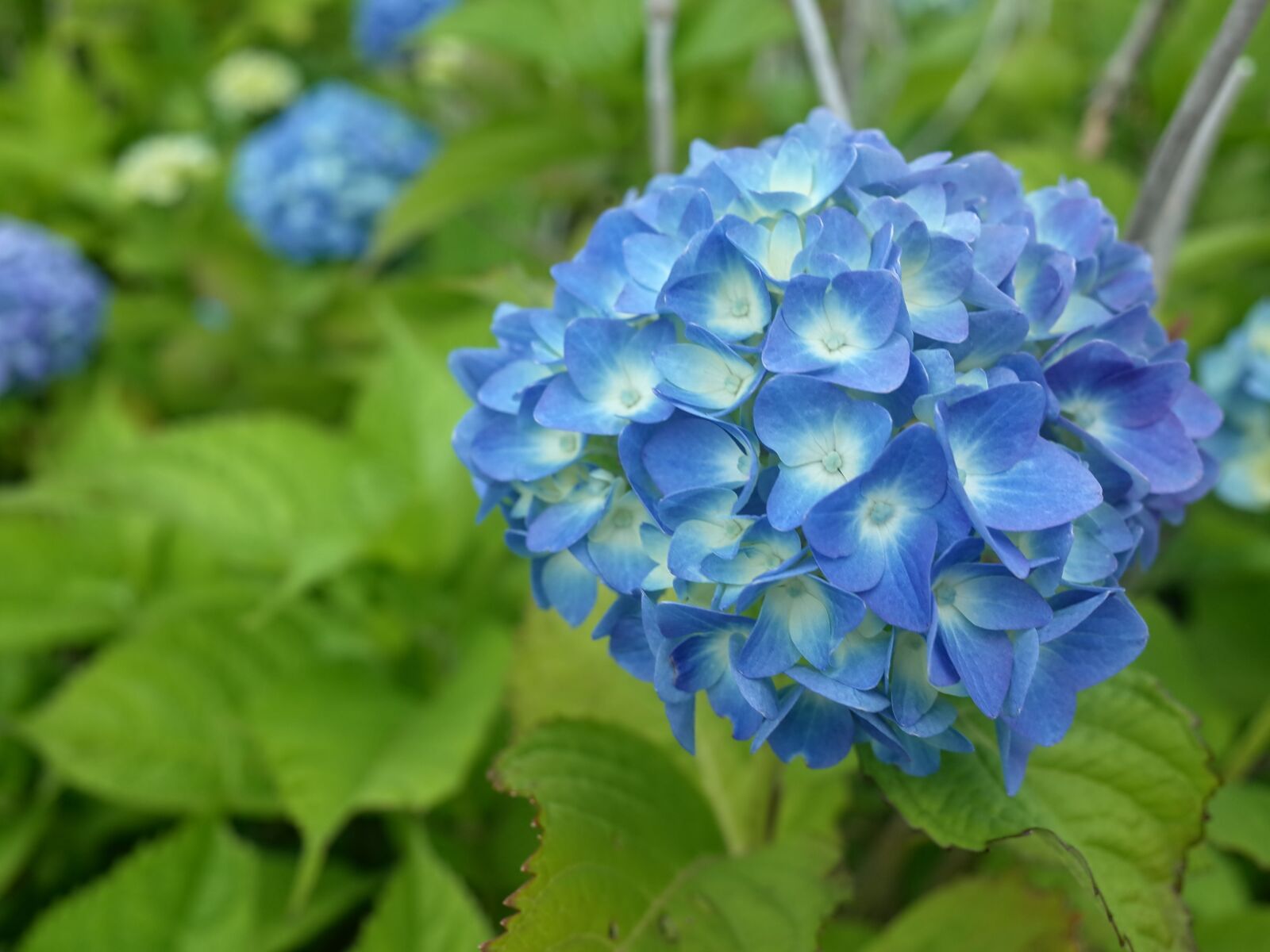 Ricoh GR II sample photo. Flowers, blue, flora photography