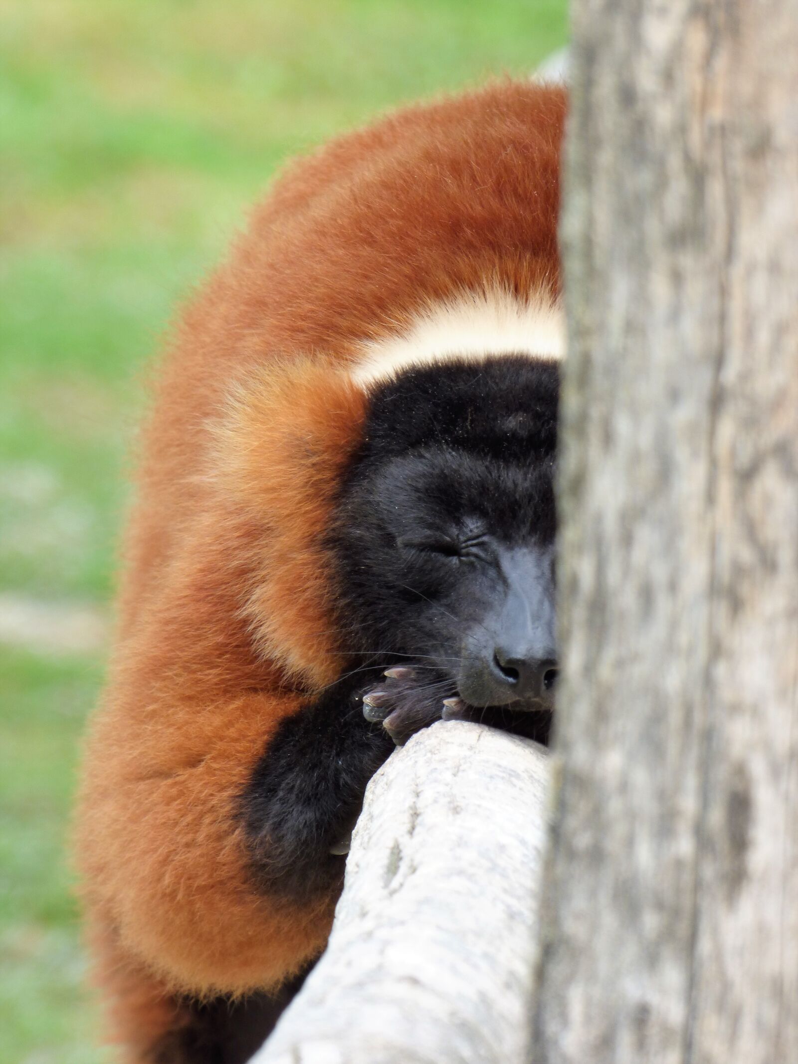 Panasonic DMC-FZ72 sample photo. Lemur, animal, primate photography