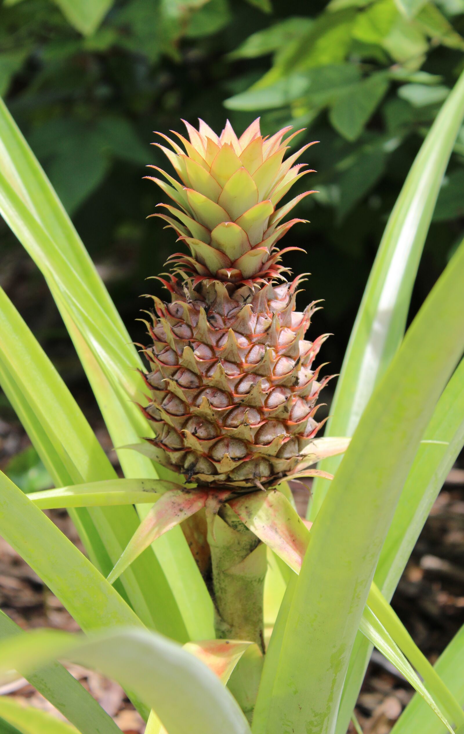 Canon EOS 1200D (EOS Rebel T5 / EOS Kiss X70 / EOS Hi) sample photo. Pineapple, fruit, plant photography