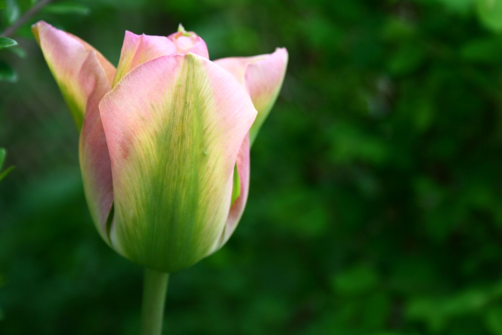 Canon EOS 400D (EOS Digital Rebel XTi / EOS Kiss Digital X) sample photo. Tulip, petals, pink photography