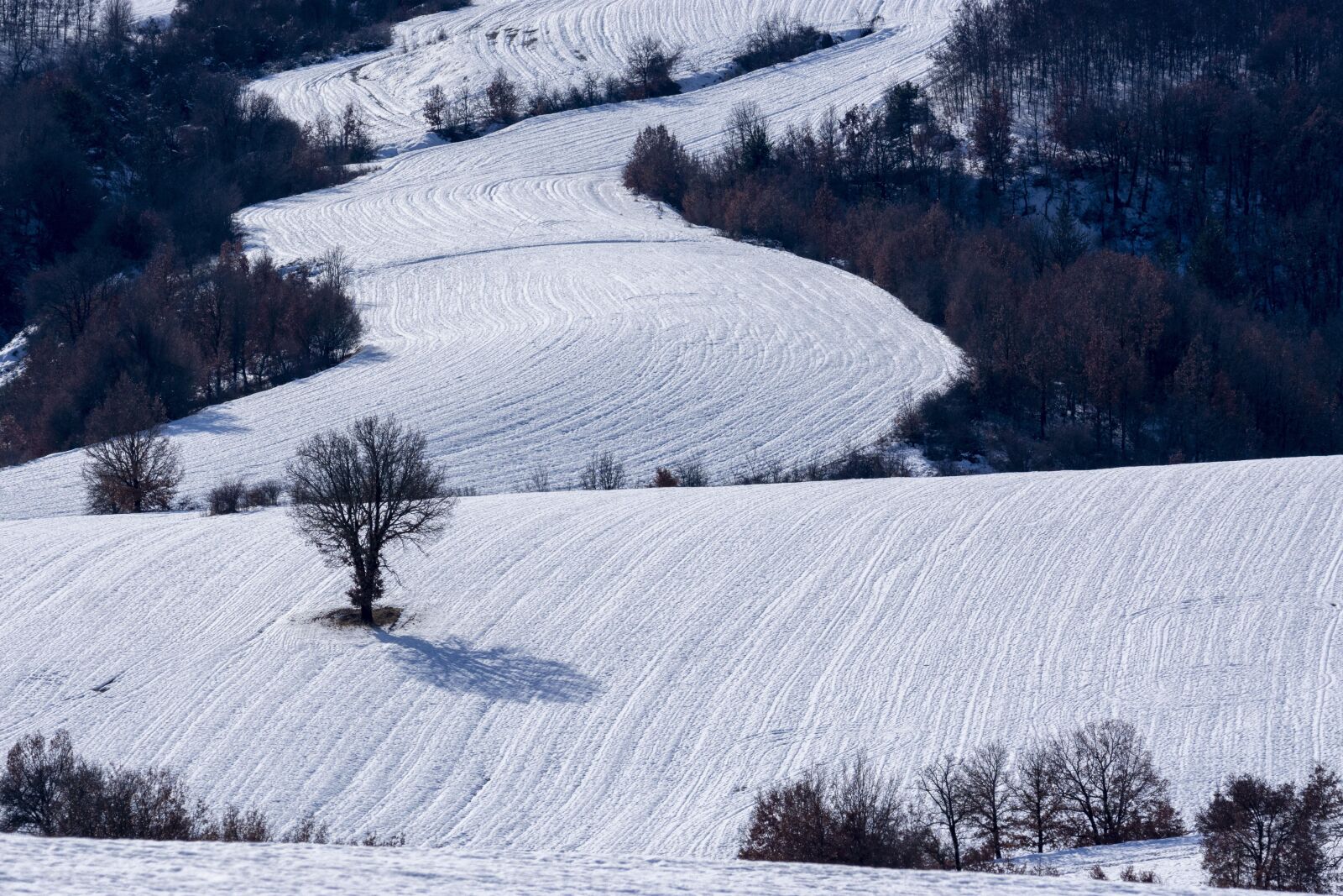 Nikon D7200 sample photo. Snow, winter, tree photography