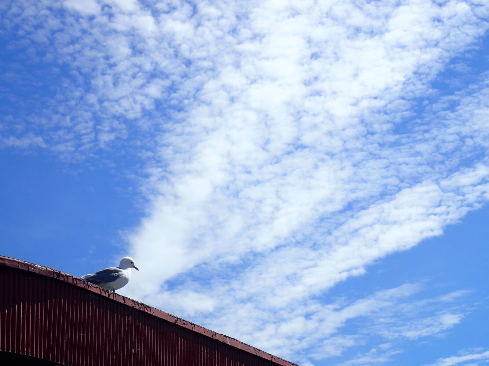 Olympus TG-3 sample photo. Pesky seagull photography