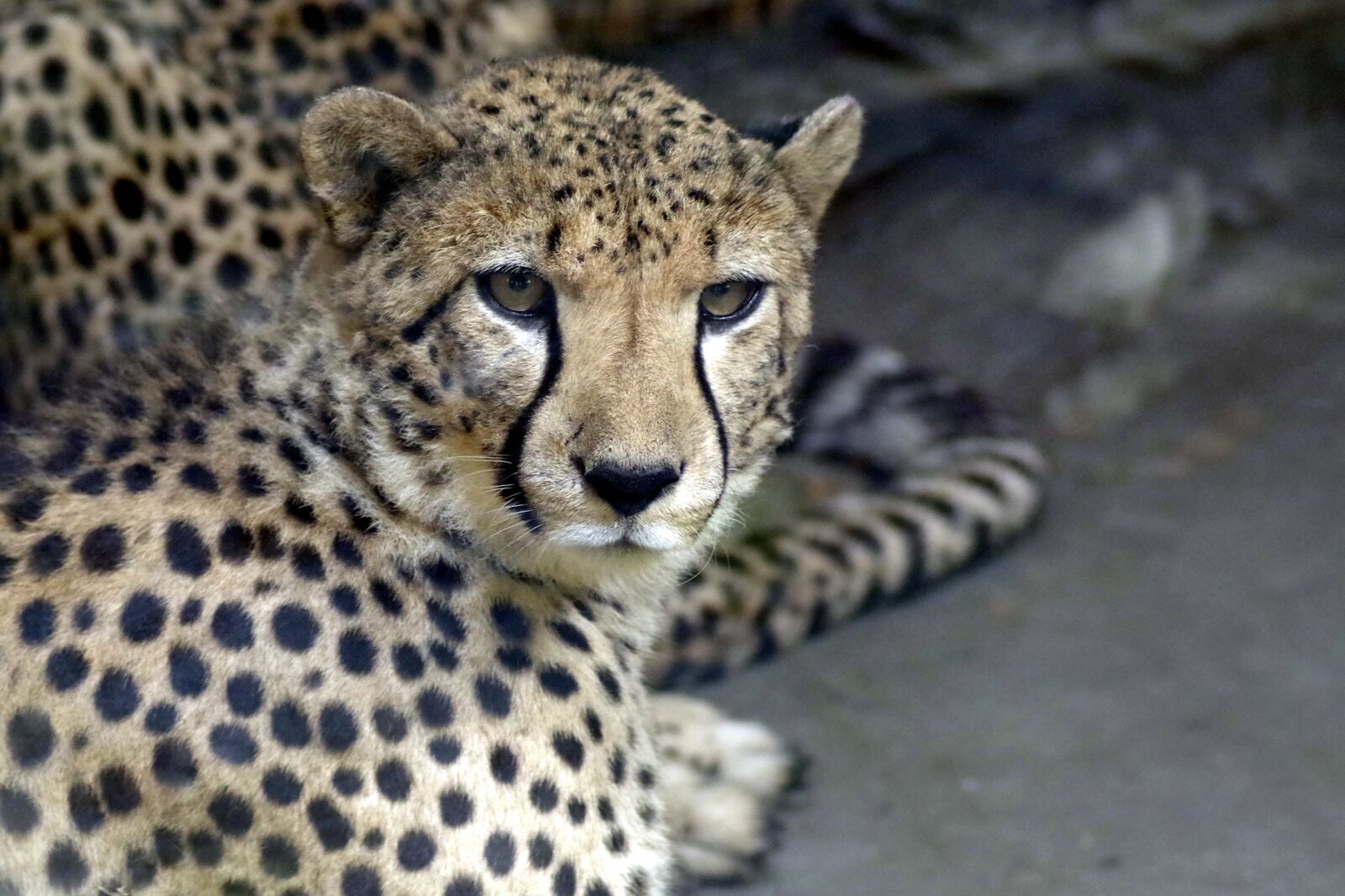 Pentax K-S2 sample photo. Cheetah, cat, animal photography