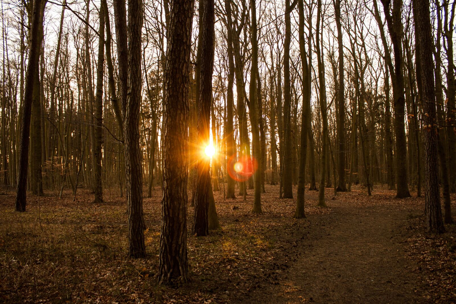 Canon EOS 500D (EOS Rebel T1i / EOS Kiss X3) sample photo. Forest, sun, sunset photography