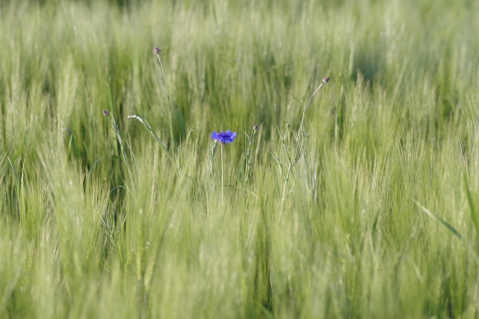 Pentax K-S2 sample photo. Field, corn, cornflower photography