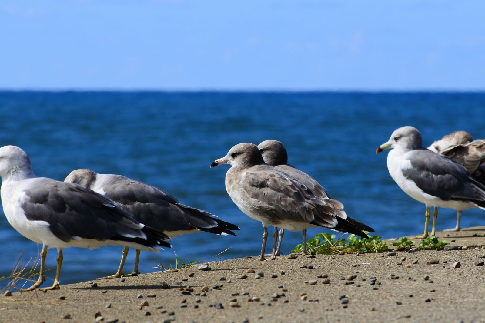 VR 70-300mm f/4.5-6.3G sample photo. Animal, sea, beach photography