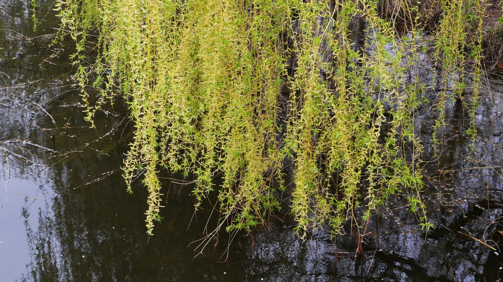 Panasonic Lumix DMC-GH3 sample photo. Nature, plants, wood photography