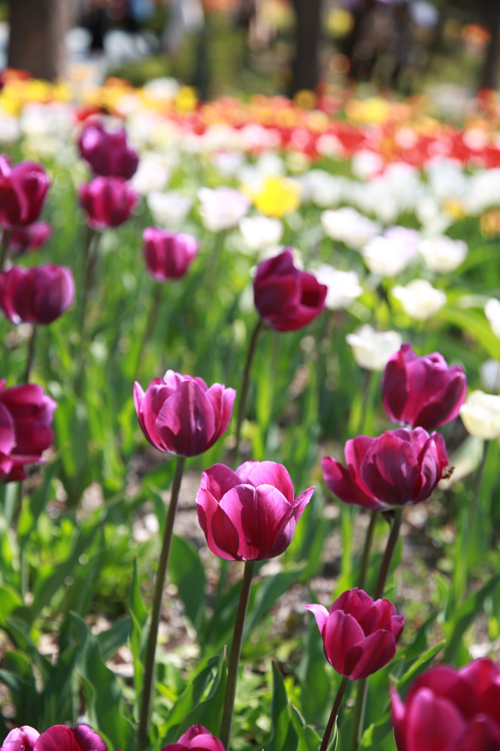 Canon EOS 6D + Canon EF 24-105mm F4L IS USM sample photo. Tulip, garden, nature photography
