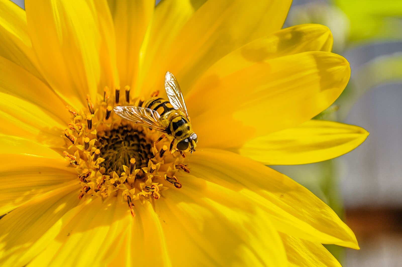 Nikon D300S sample photo. Nature, no person, plant photography