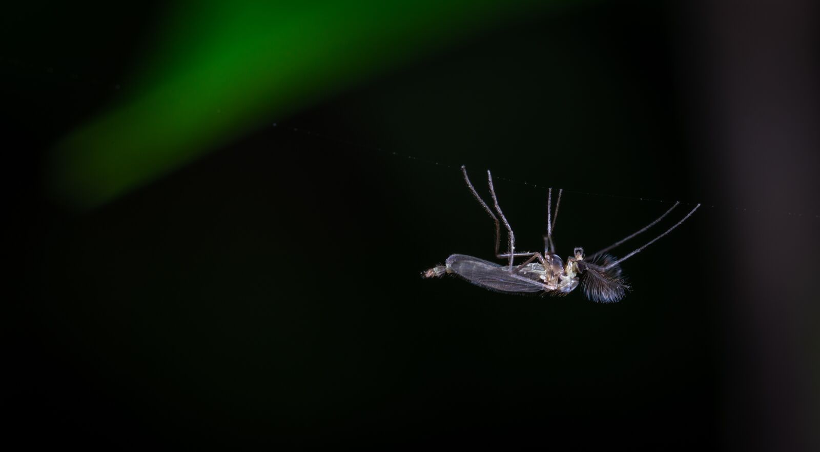 #124 65/2.8 sample photo. Insect, macro photography