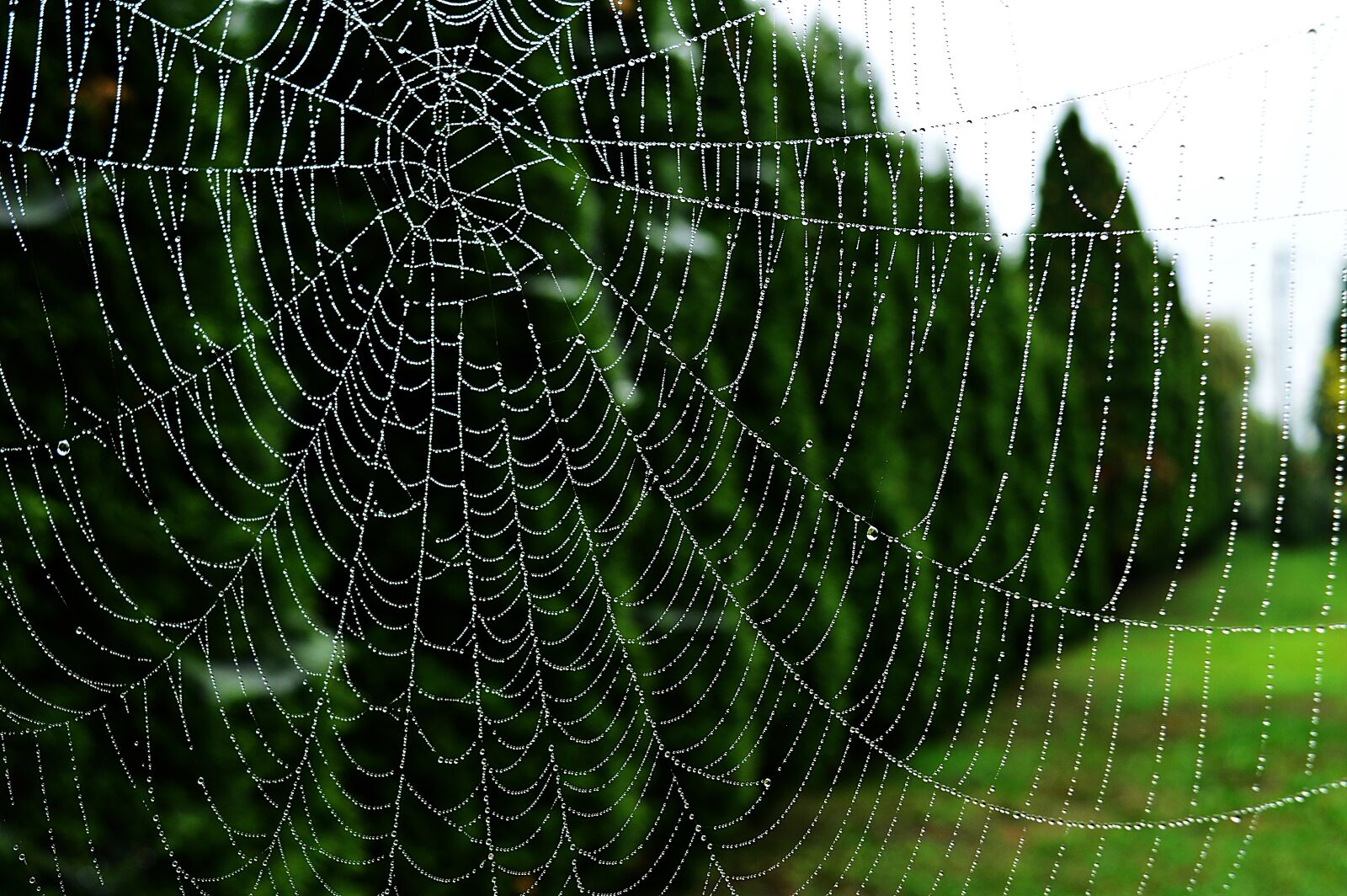 Nikon D3200 sample photo. Web, dew drops, dawn photography