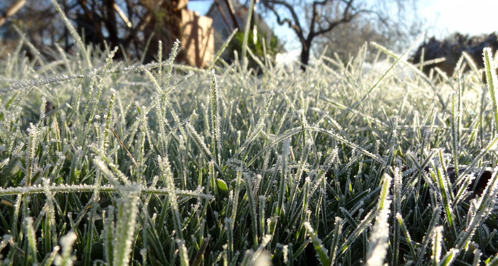 Sony DSC-HX9V sample photo. "Grass, frost, cold" photography