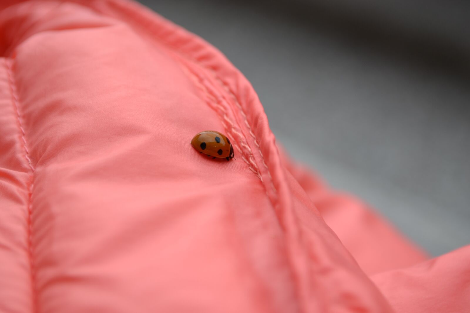 Nikon D3100 sample photo. Ladybug, jacket, detail photography