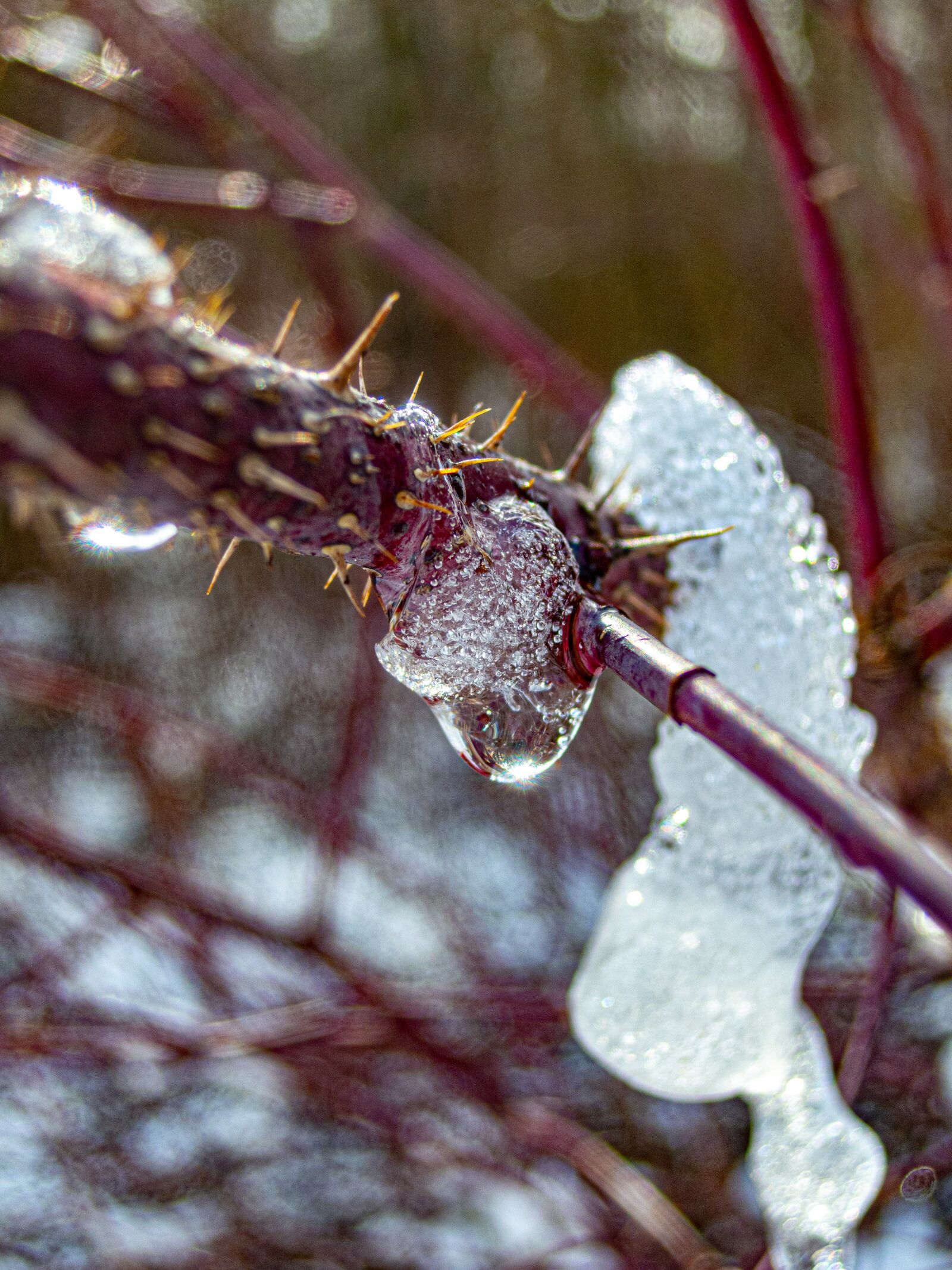Nikon Coolpix P340 sample photo. Winter, snow, ice photography