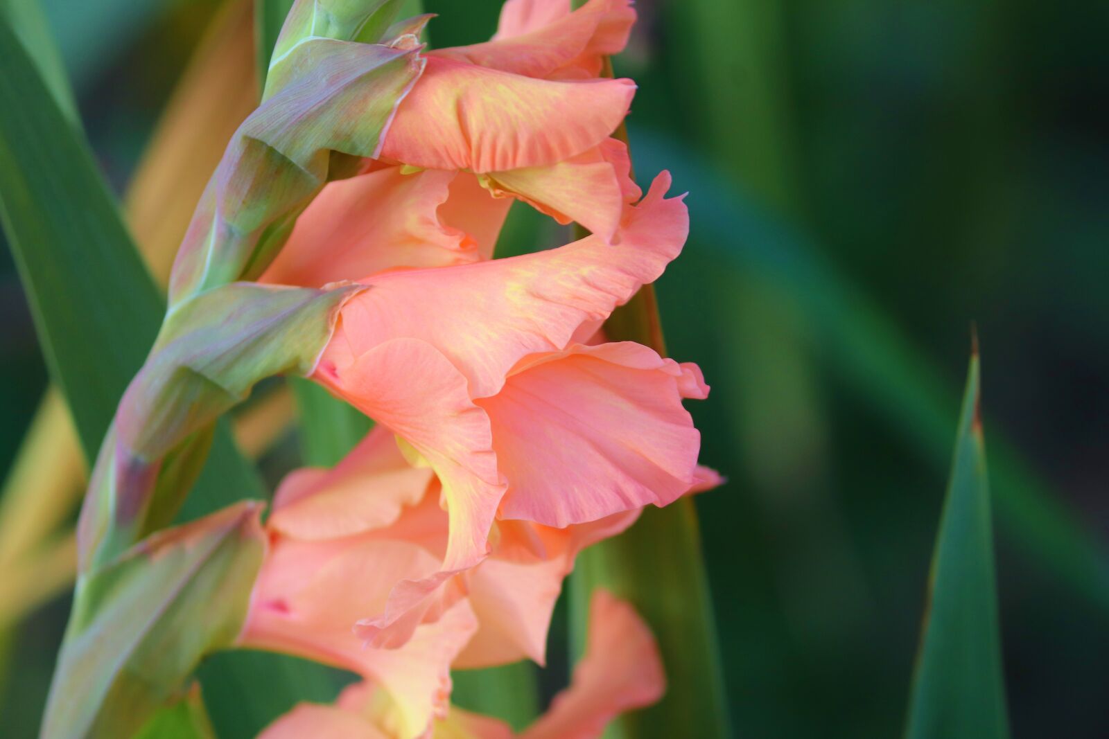 Canon EOS 200D (EOS Rebel SL2 / EOS Kiss X9) sample photo. Gladiolus, sword flower, butterfly photography