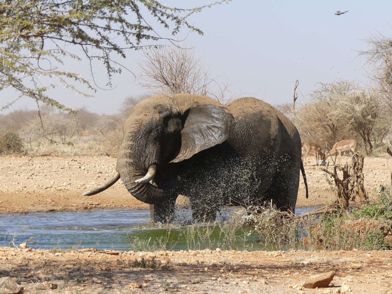 Panasonic Lumix DMC-FZ300 sample photo. Elephant, namibia, africa photography