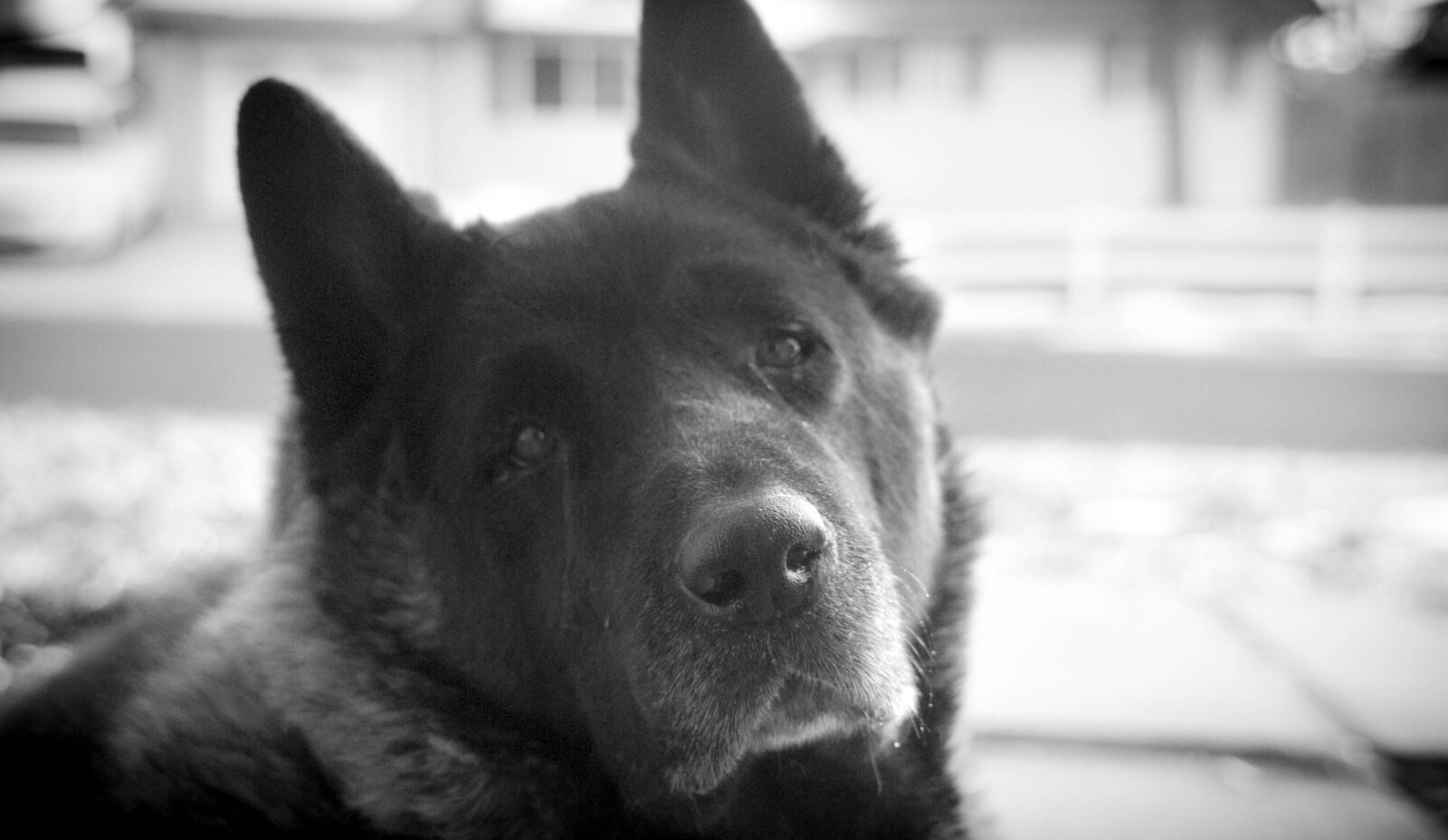 Nikon D300 sample photo. Akita, jack photography