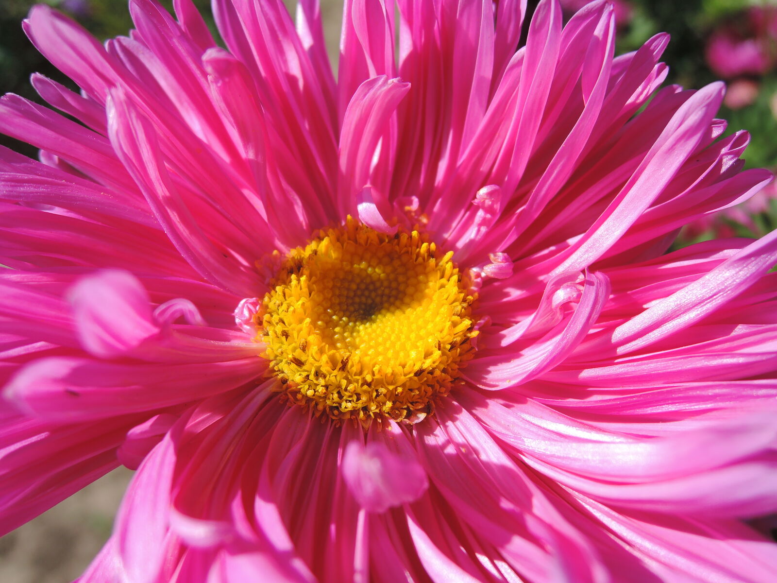 Nikon Coolpix P330 sample photo. Aster, flower, macro, macro photography