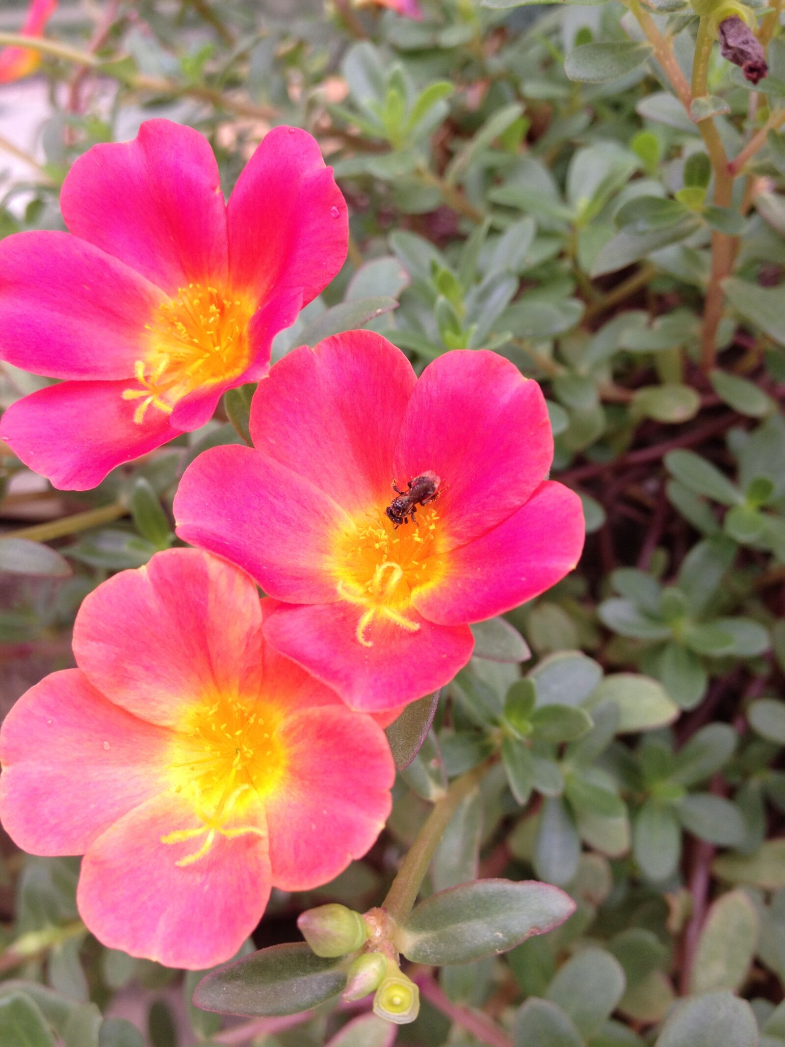 iPhone 4S back camera 4.28mm f/2.4 sample photo. Hoa, la, canh photography