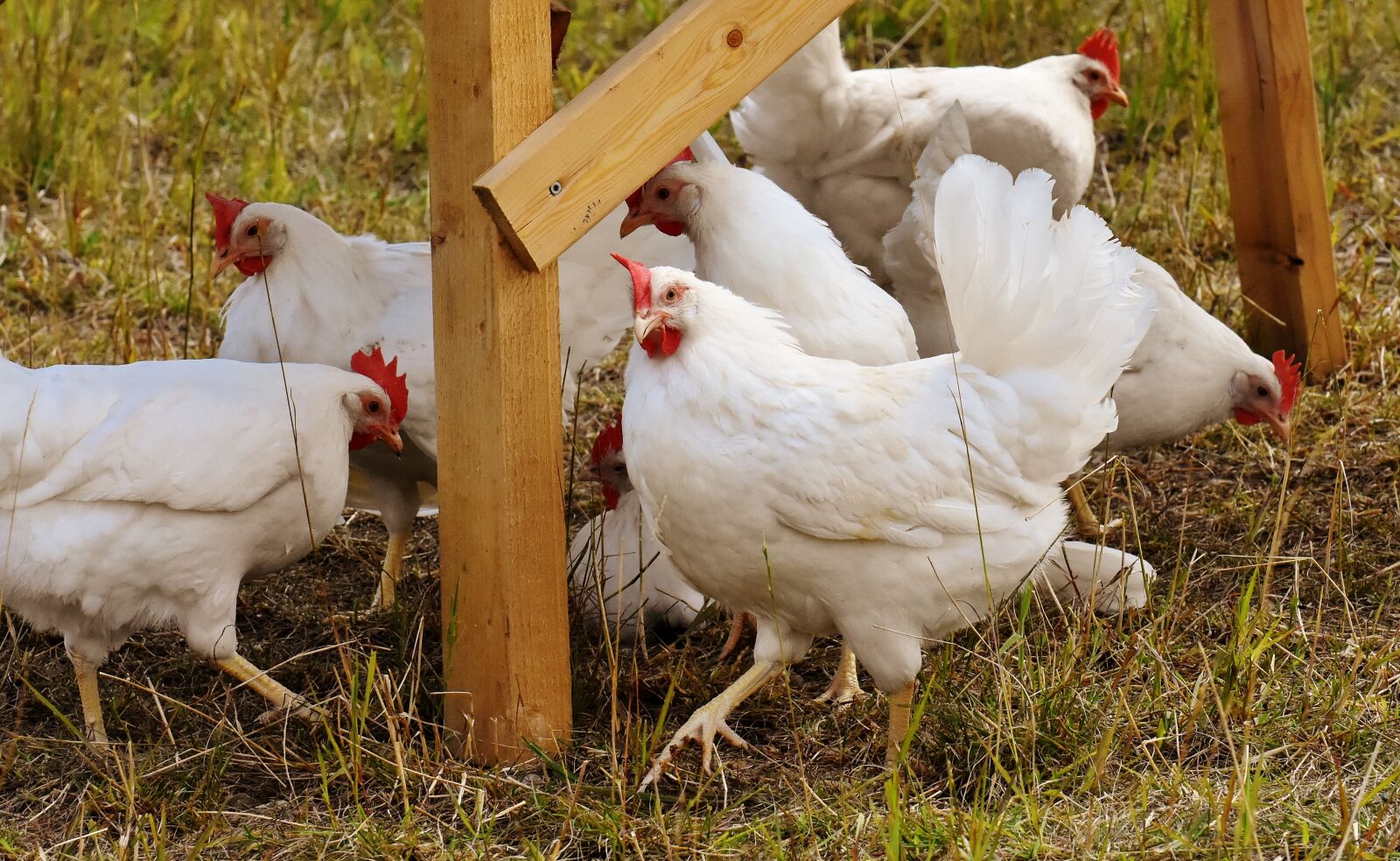 Nikon D7200 sample photo. Happy hens, outdoor, poultry photography